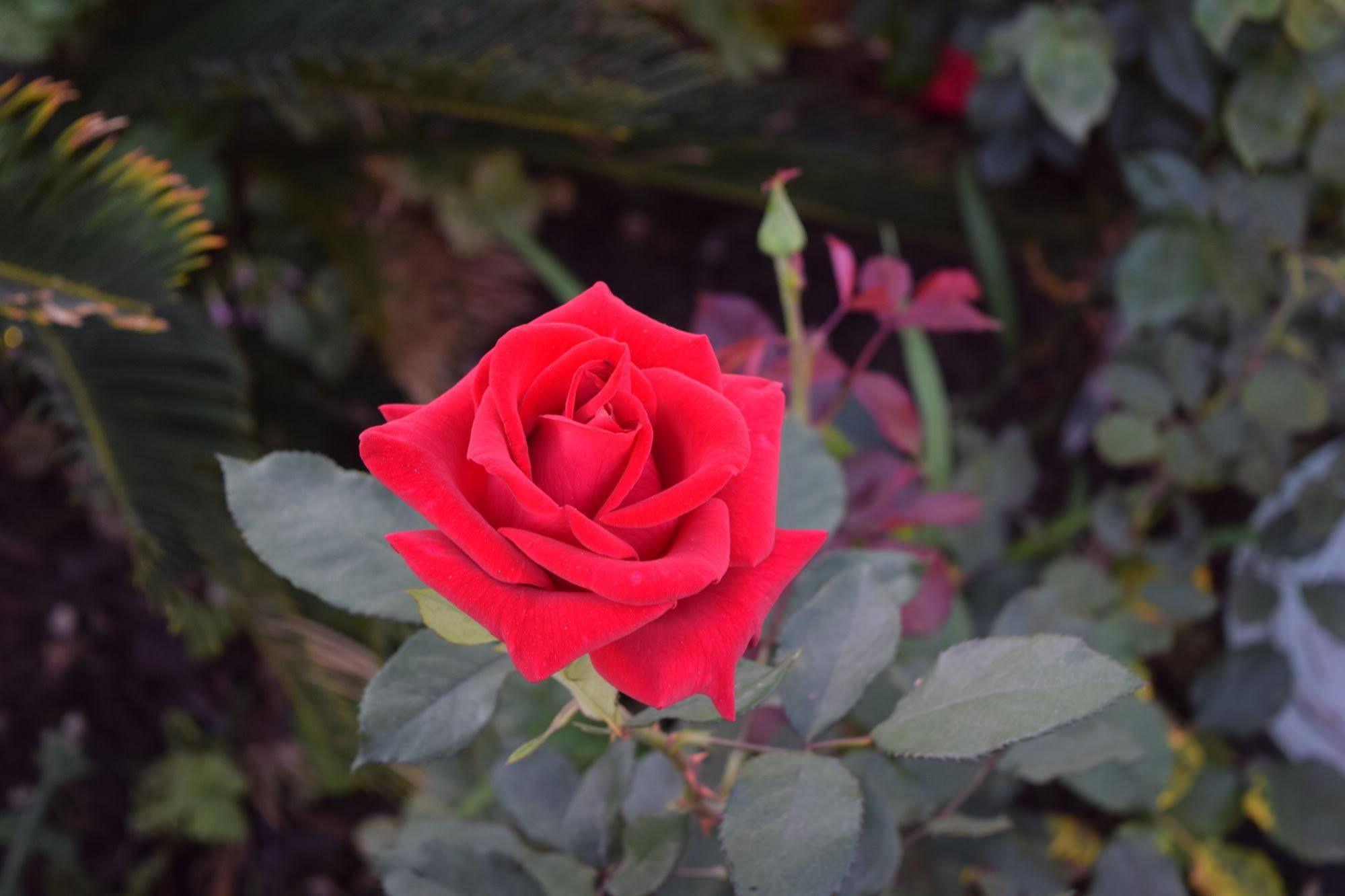 Rose Garden Inn Санта-Барбара Екстер'єр фото