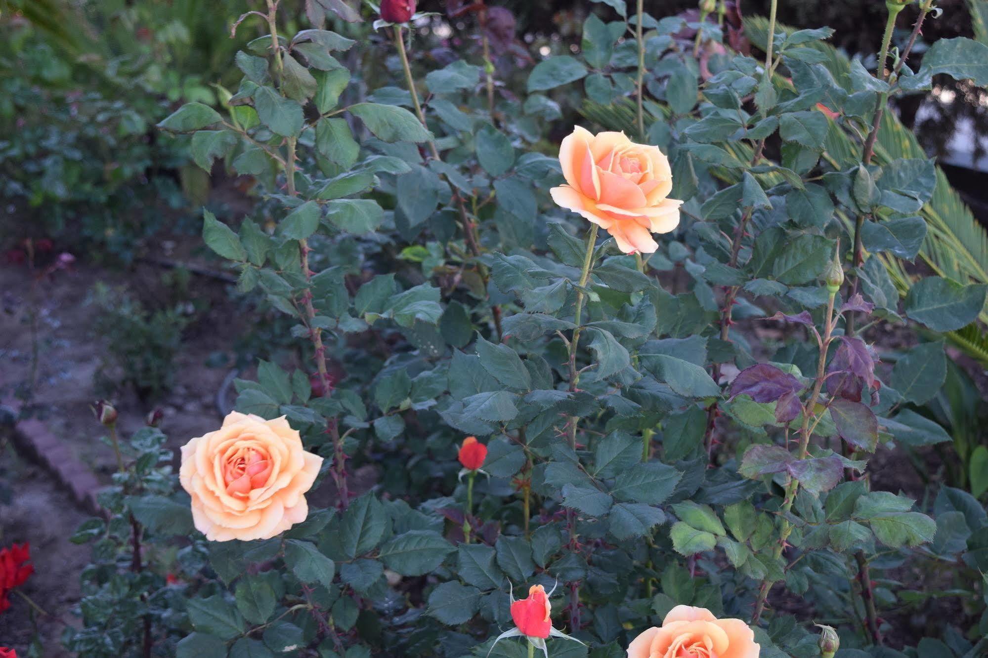 Rose Garden Inn Санта-Барбара Екстер'єр фото